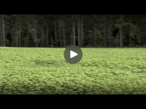 2021 ManagementMinute SummerPlanting